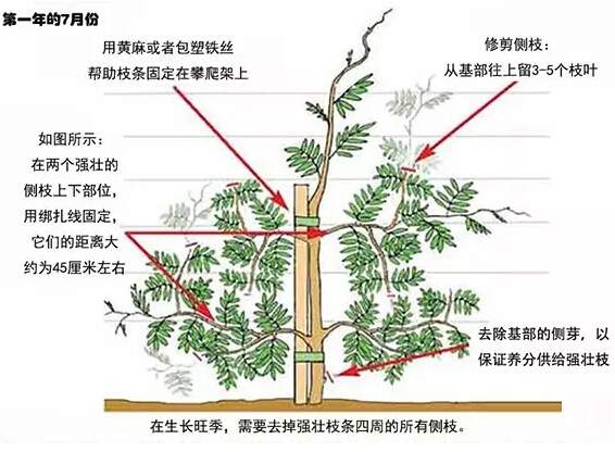 如何修剪紫藤讓其長成自己想要的造型