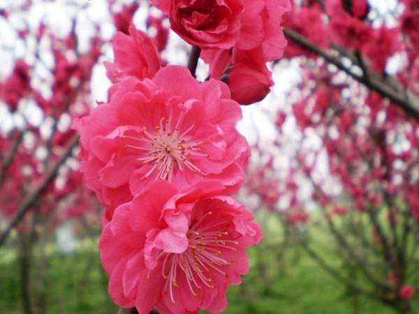 紅梅花一般什么時候開花？