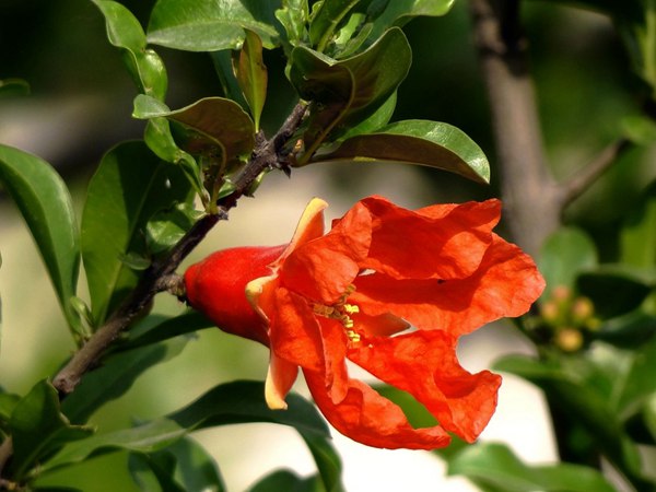 花石榴的花期、果期是什么時候