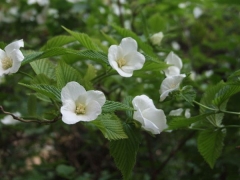 白花棣棠價(jià)格_圖片_種植方法