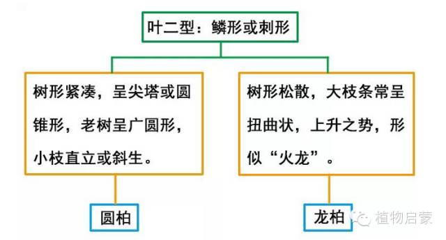 圓柏、刺柏、側(cè)柏、柏木以及龍柏的簡易識別法