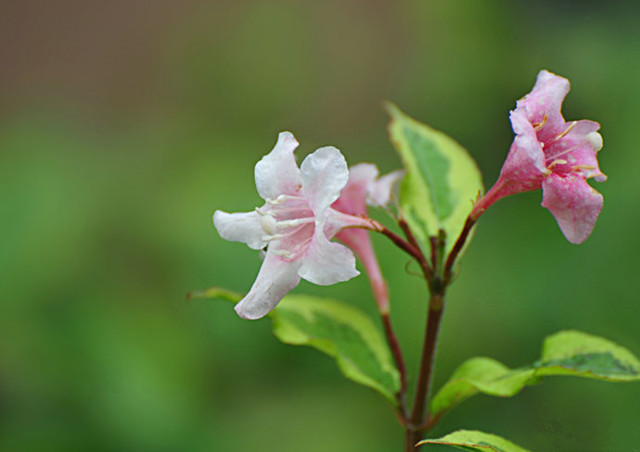 花葉錦帶花--長景園林