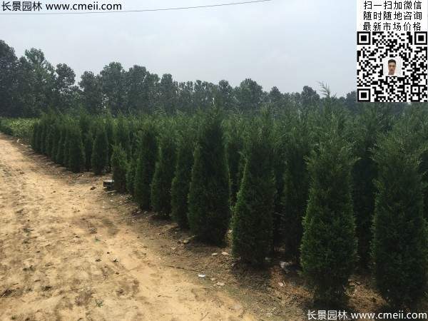 高度2.2米2.3米蜀檜大量供應(yīng)公路綠化植物