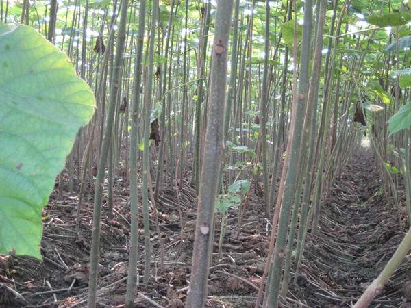 泡桐樹圖片泡桐樹基地實(shí)拍