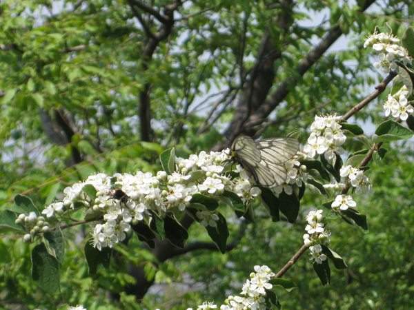 結(jié)香花,白花樹(shù)