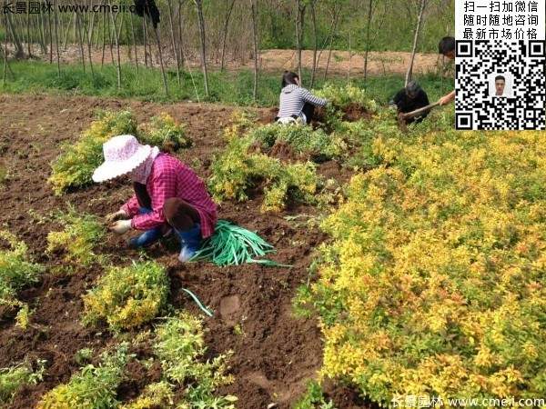 金山繡線菊?qǐng)D片