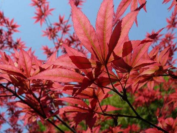 紅楓作衫，白楊為裙，美的傾國傾城！