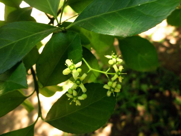 膠東衛(wèi)矛花