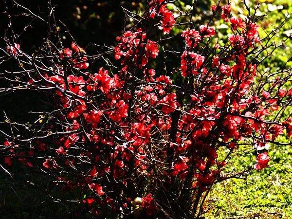 公園里的紅梅和這一比都弱爆了