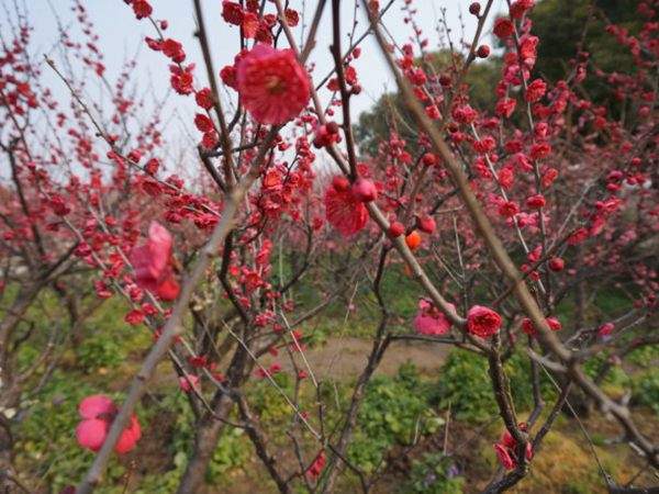 紅梅花