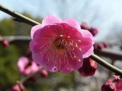 聽說“日本櫻花”和“紅梅”還是近親呢，你知