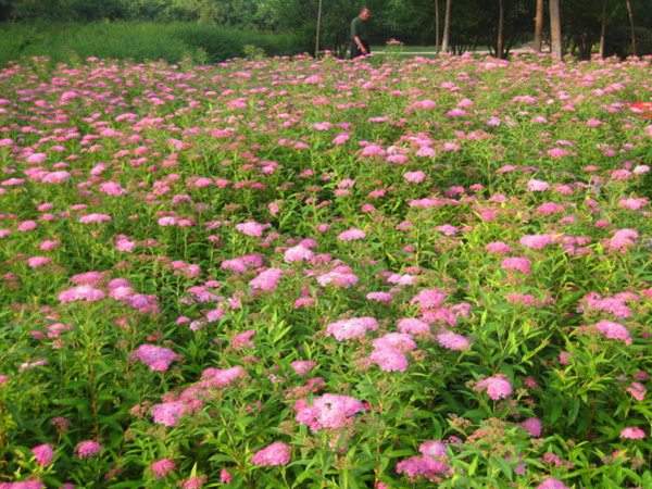 粉花繡線菊