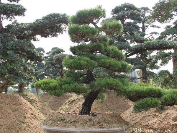 沭陽黑松造型