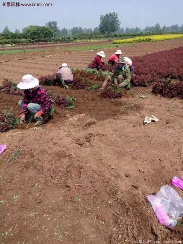 沭陽(yáng)紅葉小檗