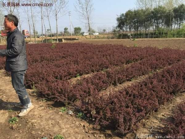 沭陽(yáng)紅葉小檗價(jià)格