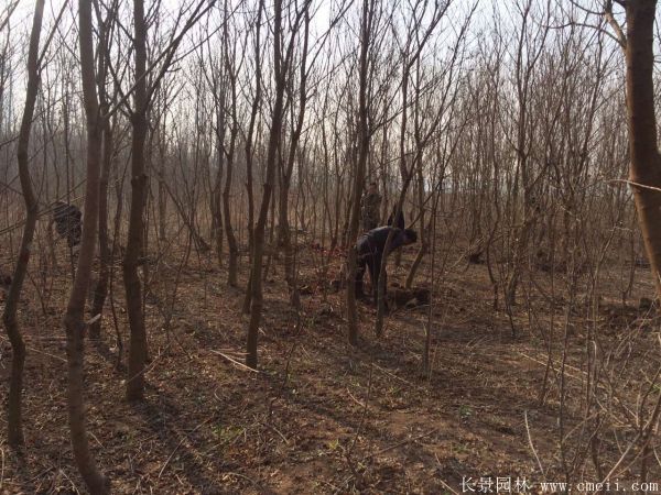 烏柏樹圖片烏柏樹苗木基地實拍