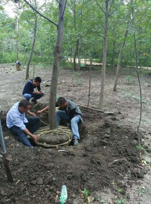 楓楊圖片楓楊樹基地實(shí)拍