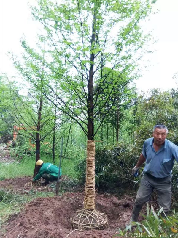 水杉樹(shù)圖片水杉樹(shù)基地實(shí)拍