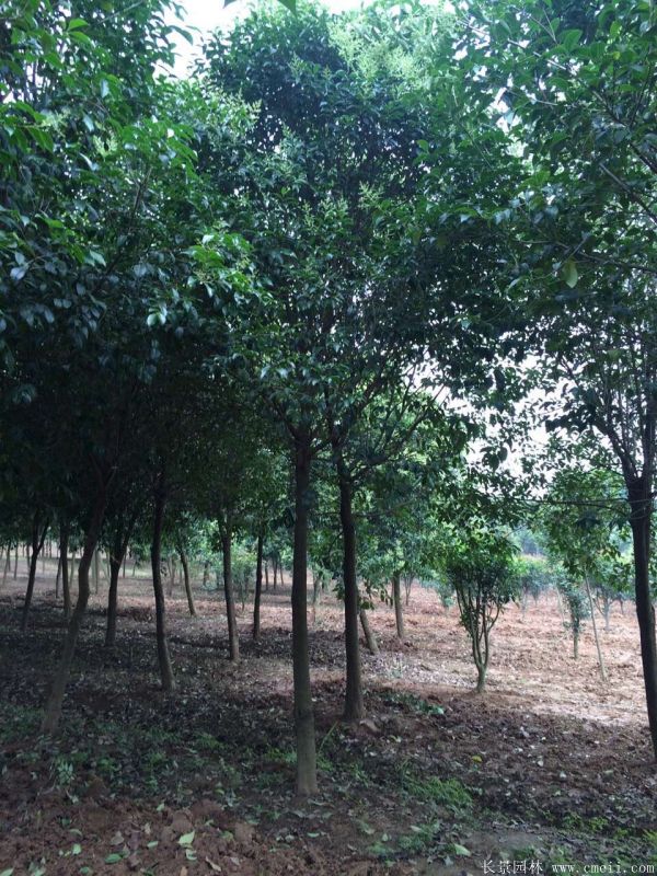 大葉女貞圖片大葉女貞基地實(shí)拍