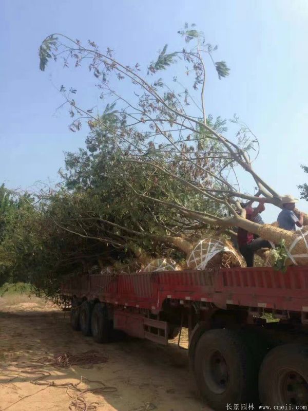 合歡樹圖片合歡樹基地實(shí)拍