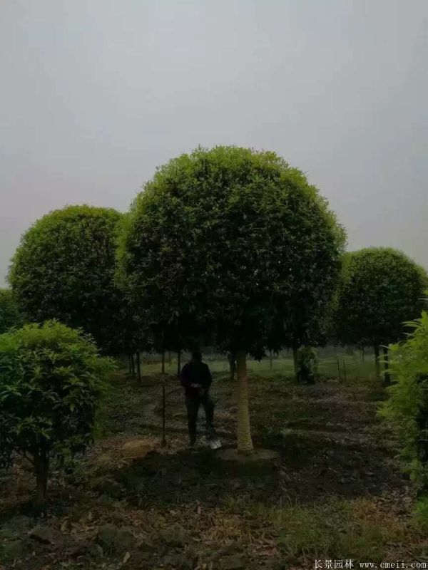 桂花樹圖片桂花樹基地實(shí)拍