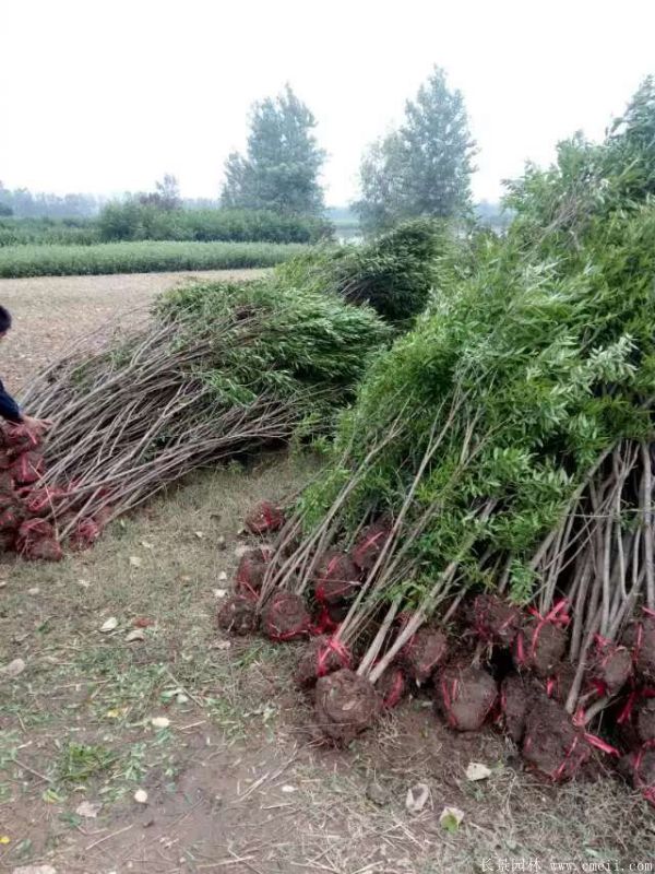 石榴樹圖片石榴樹基地實(shí)拍