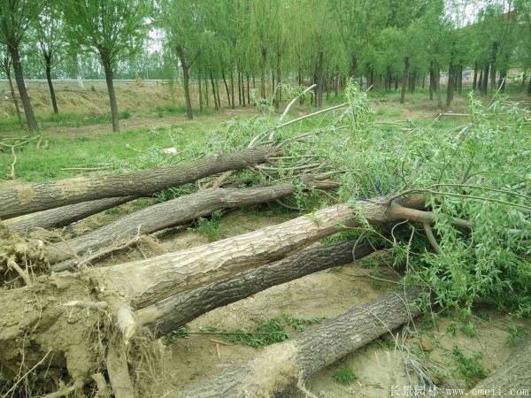 饅頭柳圖片饅頭柳基地實拍