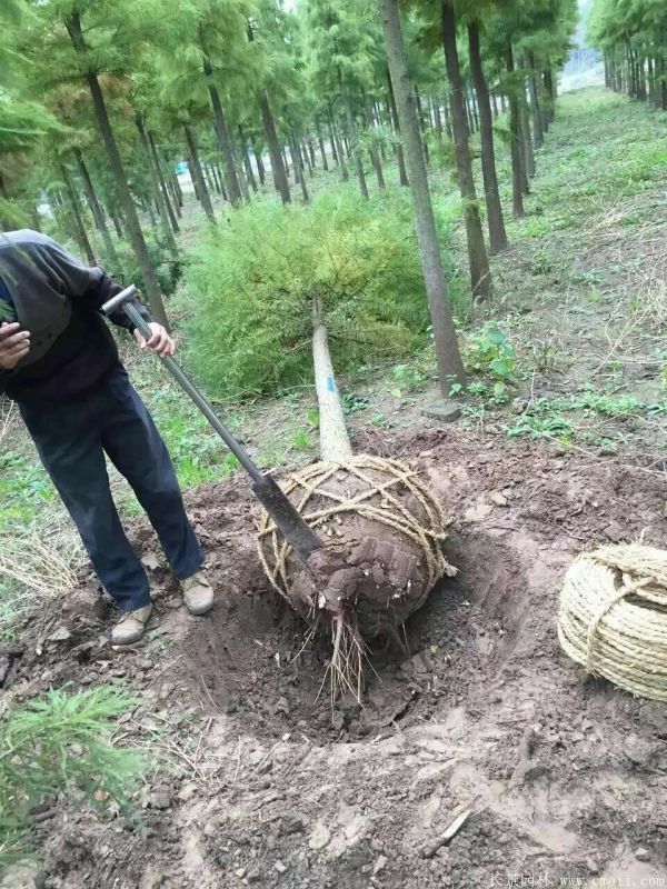 池杉圖片池杉基地實拍