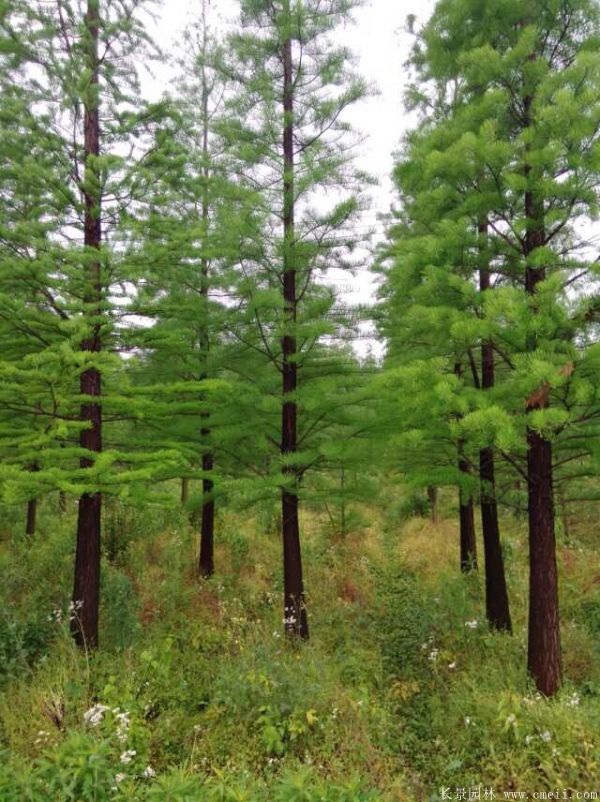 池杉圖片池杉基地實拍