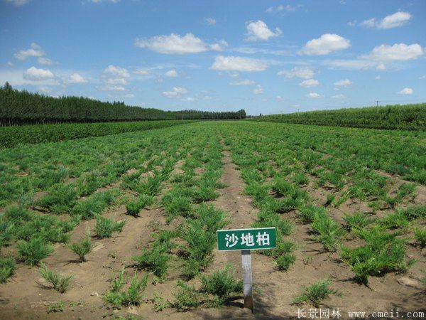 沙地柏圖片沙地柏基地實(shí)拍