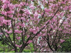 櫻花樹(shù)桿是什么顏色？