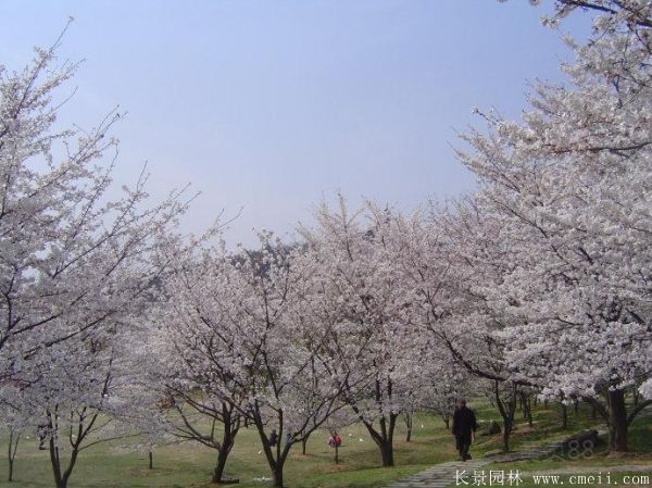 櫻花樹(shù)圖片基地實(shí)拍