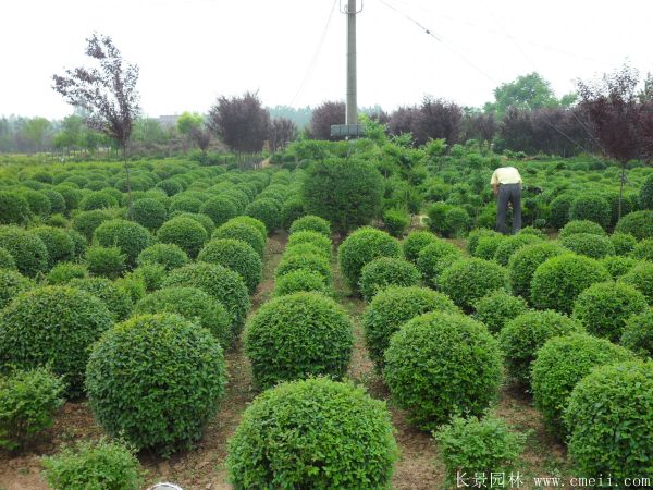 小葉女貞圖片基地實(shí)拍