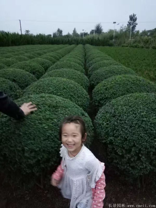 小葉女貞圖片基地實(shí)拍