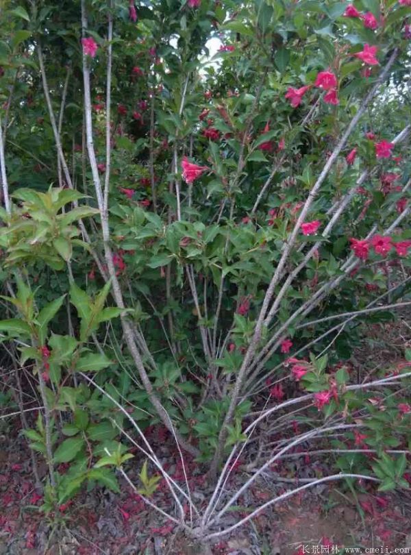 紅王子錦帶圖片基地實(shí)拍