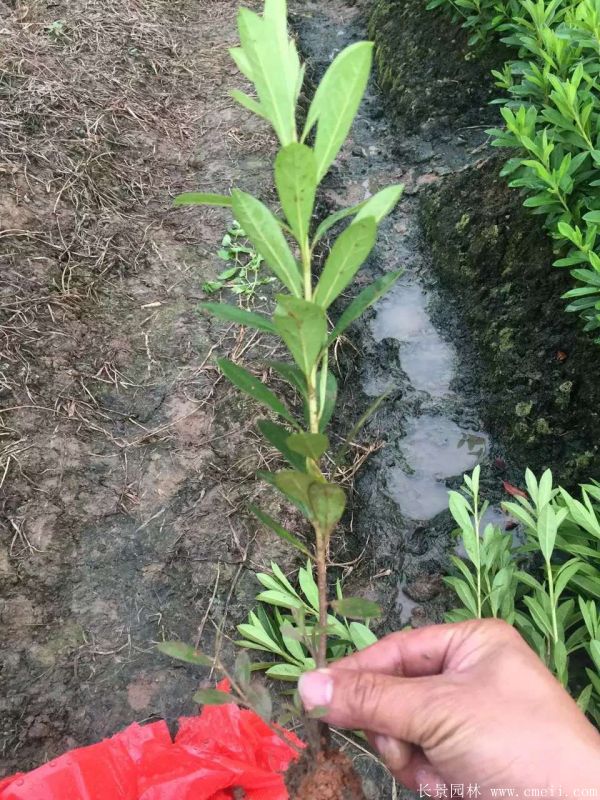 春鵑圖片基地實拍