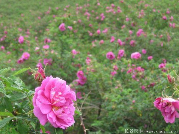 玫瑰花苗圖片基地實拍