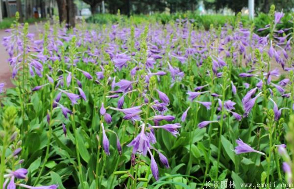 玉簪花圖片基地實(shí)拍