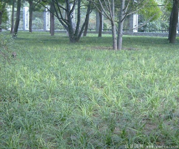 沿階草基地實(shí)拍圖片