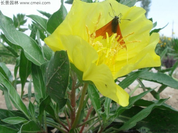 夜來香種子發(fā)芽出苗開花圖片