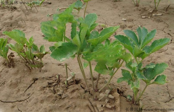 白芷種子發(fā)芽出苗圖片