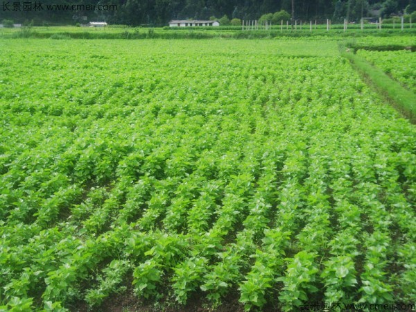 桑樹種子發(fā)芽出苗圖片