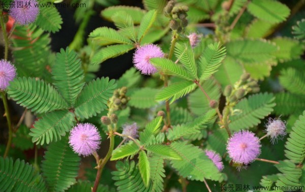 含羞草種子發(fā)芽出苗圖片