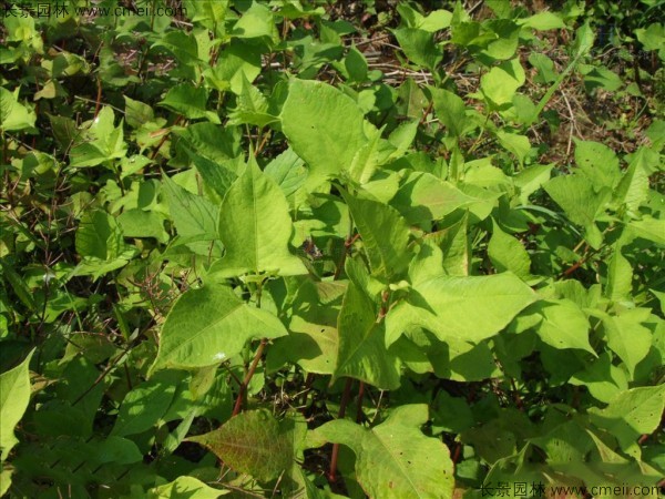 苦蕎麥種子發(fā)芽出苗圖片