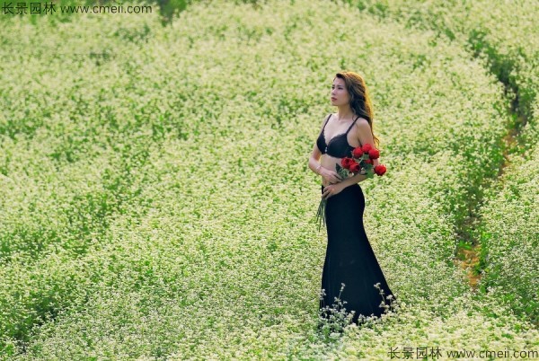 苦蕎麥種子發(fā)芽出苗圖片