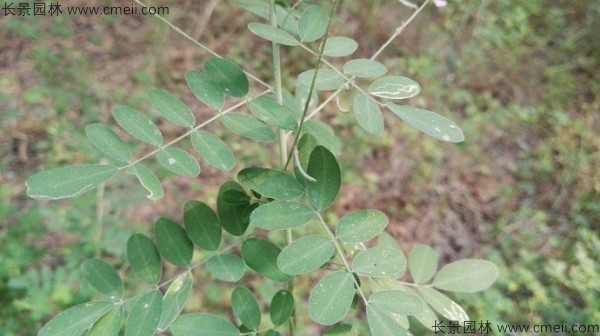 馬棘種子發(fā)芽出苗圖片