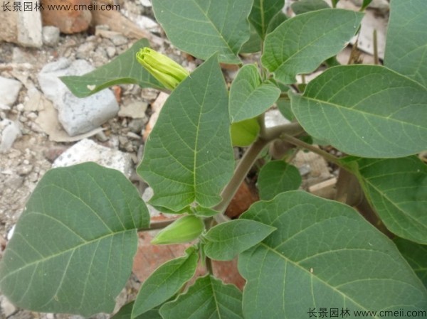 曼陀羅種子發(fā)芽出苗開花圖片