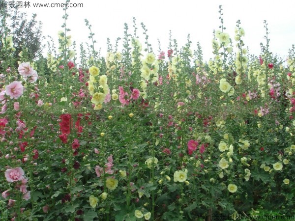 蜀葵開花圖片