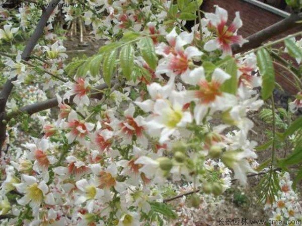 文冠果開(kāi)花圖片