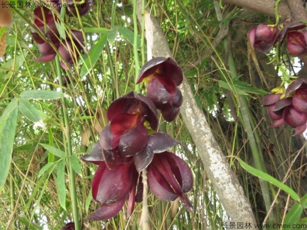 油麻藤開花樹葉樹藤圖片